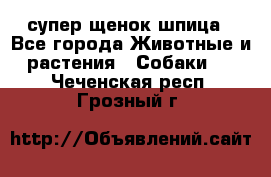 супер щенок шпица - Все города Животные и растения » Собаки   . Чеченская респ.,Грозный г.